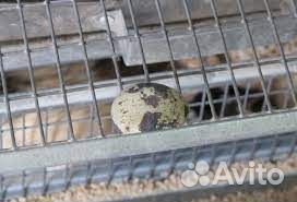 Инкубационное яйцо перепелов техасские