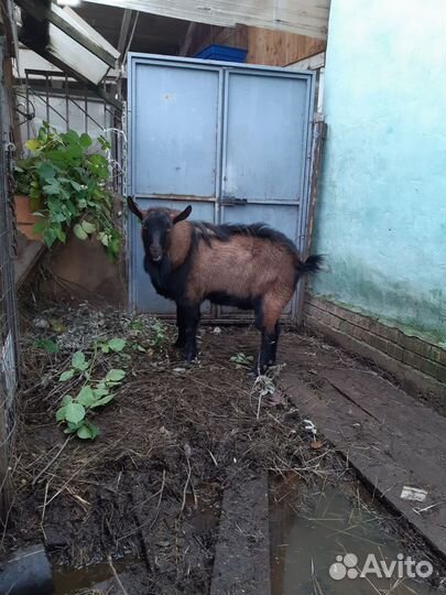 Чешский козел