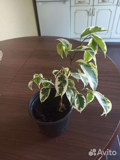 Продам цветы комнатные