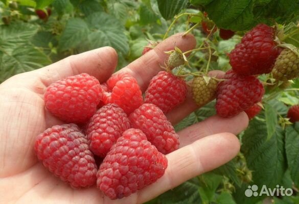 Ремонтантная малина Зюгана и другие сорта