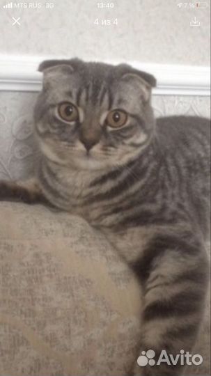 Шотландская