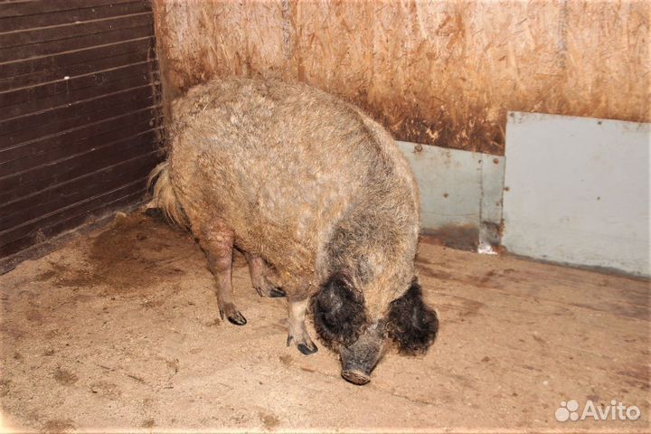 Венгерская мангалица