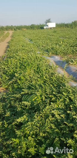 Арбуз и дыня