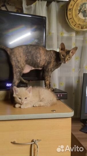Кошка в дар