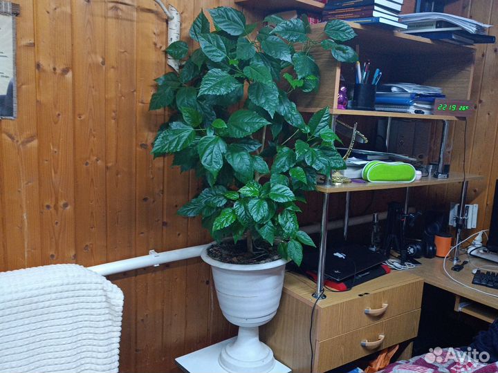 Китайская роза или гибискус