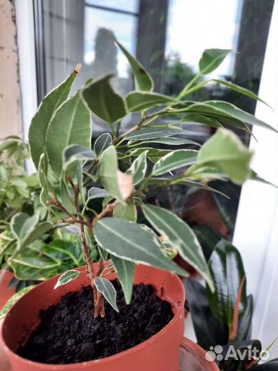 Фикус Бенжамин и крупнолистный Эластика