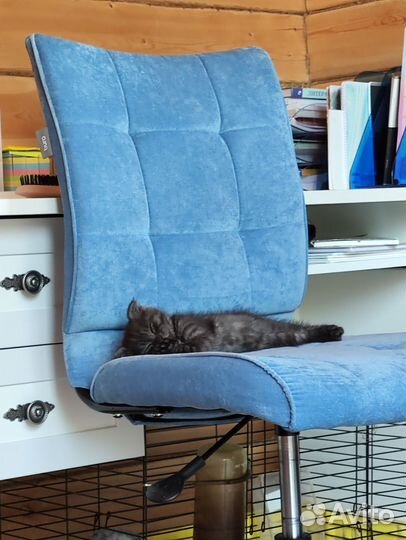 Черный котенок