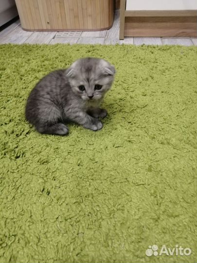 Шотландская вислоухая кошка