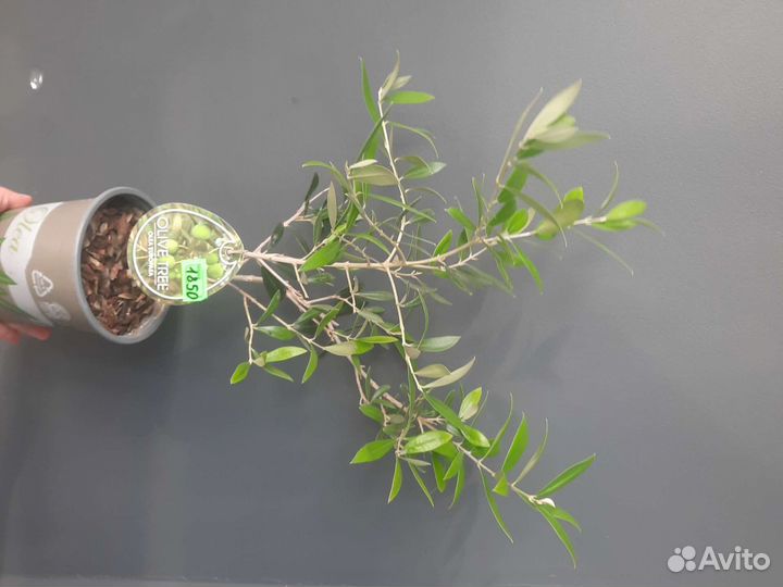 Олива Оливковое дерево