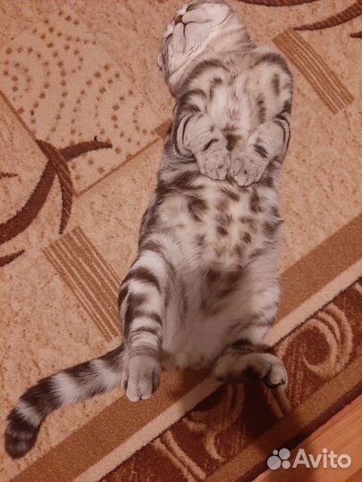 Шотландский кот вязка