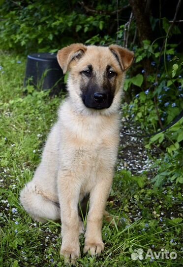 Щенок мальчик Лаки 3,5 мес