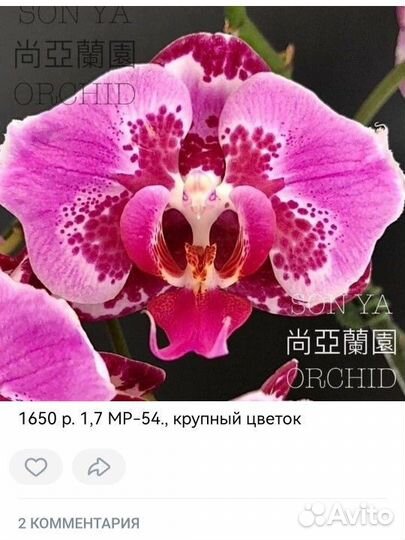 Фаленопсис бабочка
