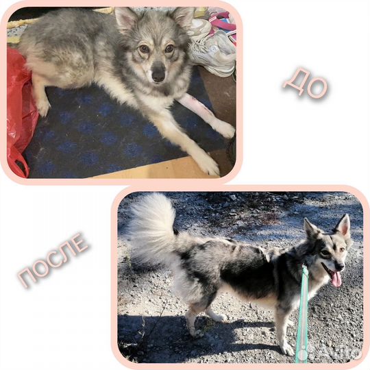 Ишу модель. Грумминг.Экспресс-линька, вычесывание