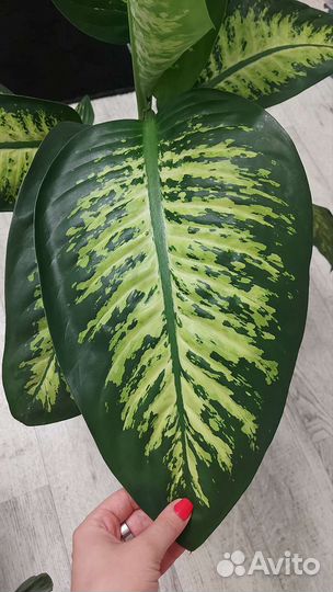 Диффенбахия