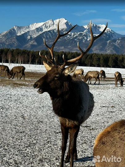 Турпоездка на зимний Байкал от 5 - 9 дн