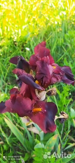 Ирисы бородатые сортовые
