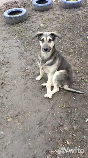 Добрый пёс ищет хозяев