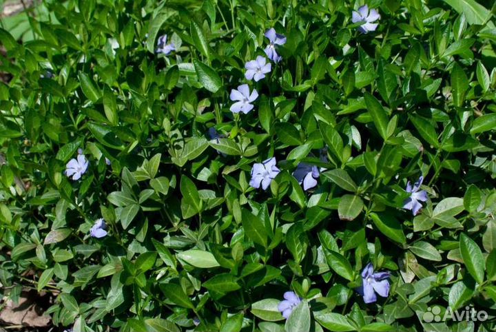 Барвинок, Вероника, Флокс, Гвоздика