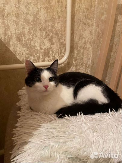 Отдам кошку бесплатно в хорошие руки