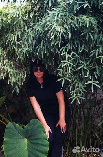 Бамбук вечнозелёный (Китайский) Филлостахис