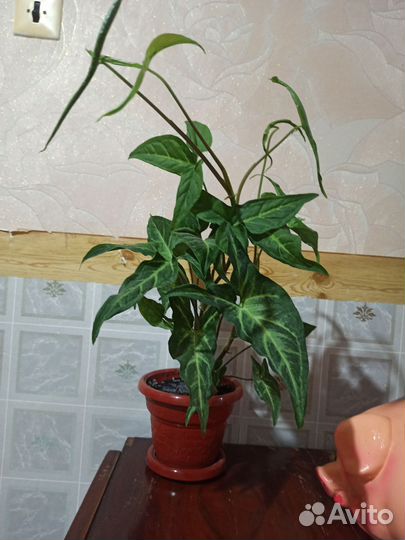 Комнатный цветок Сингониум