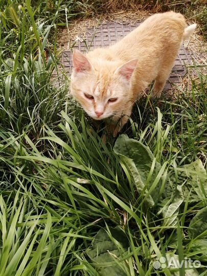 Стерилизованая кошечка 8 месяцев в добрые руки