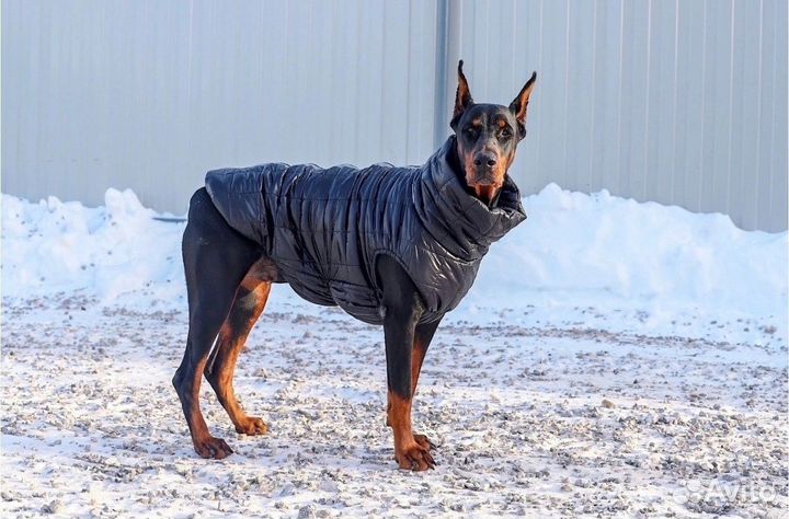 Жилет демисезонный для собаки