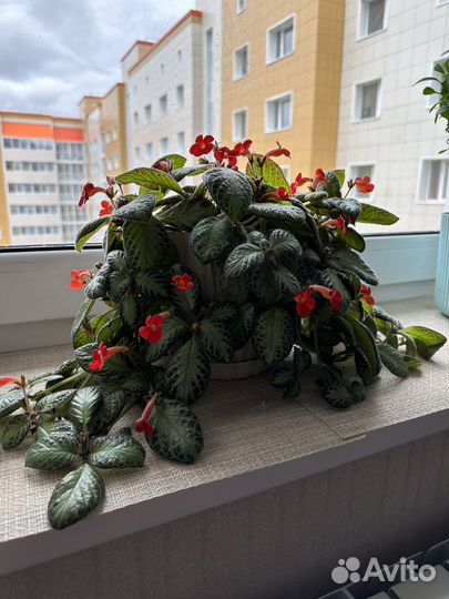 Эписция медно красная