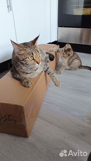 Котенок девочка бесплатно