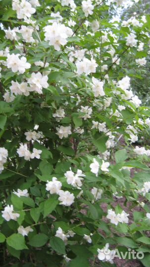 Чубушник садовый жасмин 4-хлетние саженцы