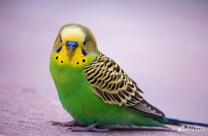 Волнистый попугай самец