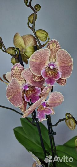 Орхидея биглип