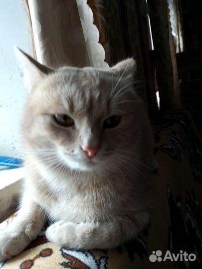 Кот ищет невесту