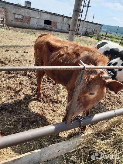 Быки на откорм