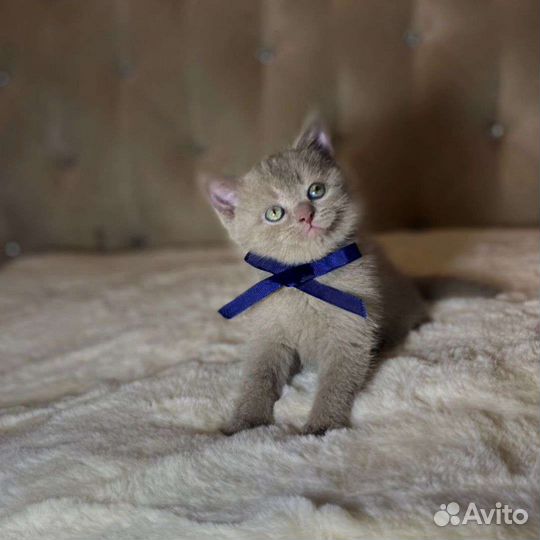 Британские котята
