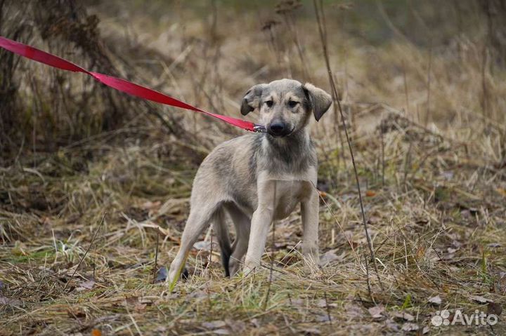 Щенок девочка в добрые руки