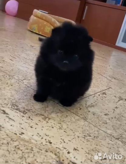 Померанский шпиц
