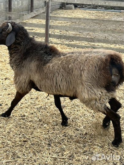 Баран на племя
