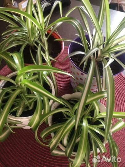 Хлорофитум