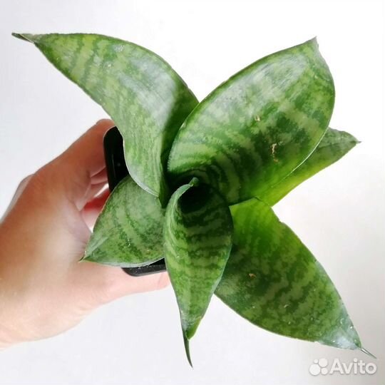 Сансевиерия Ханни