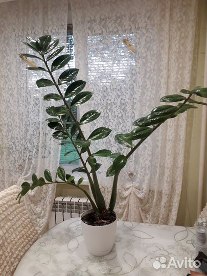 Замеокулькас