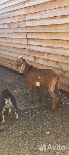 Козы, козел