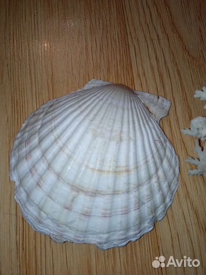 Коралл натуральный и раковина