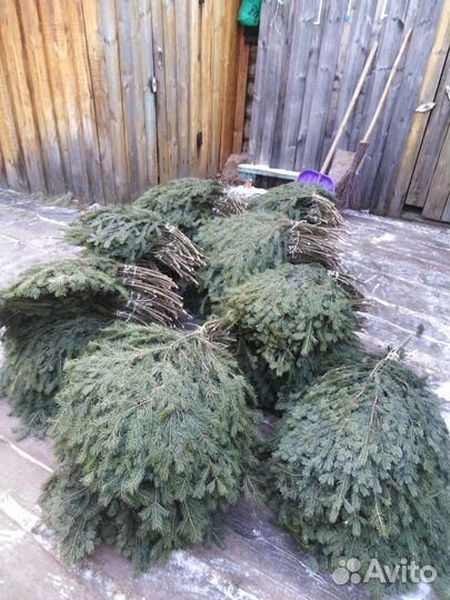 Лапник пихтовый