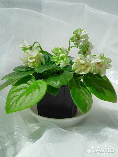 Сортовые фиалки