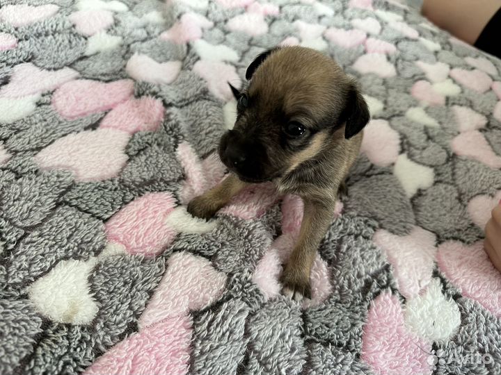 Смесь питбуля