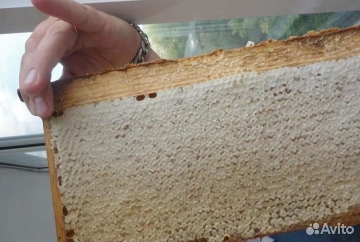 Мед натуральный из Алтая оптом от 16кг