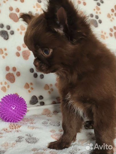 Чихуахуа Медвежата