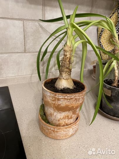 Луковицы амариллисов сортовых