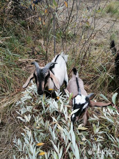 Козёл для вязки